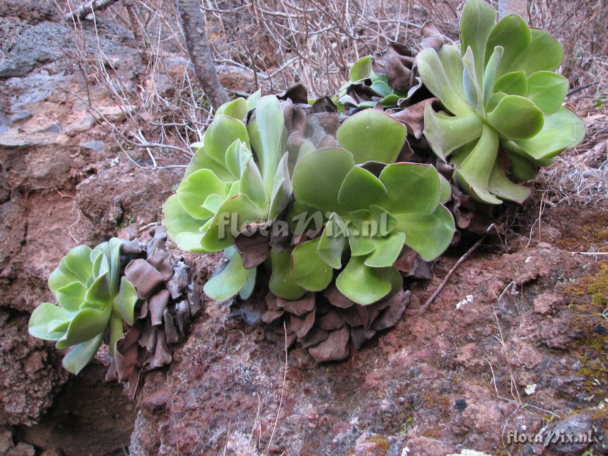 Aeonium canariense