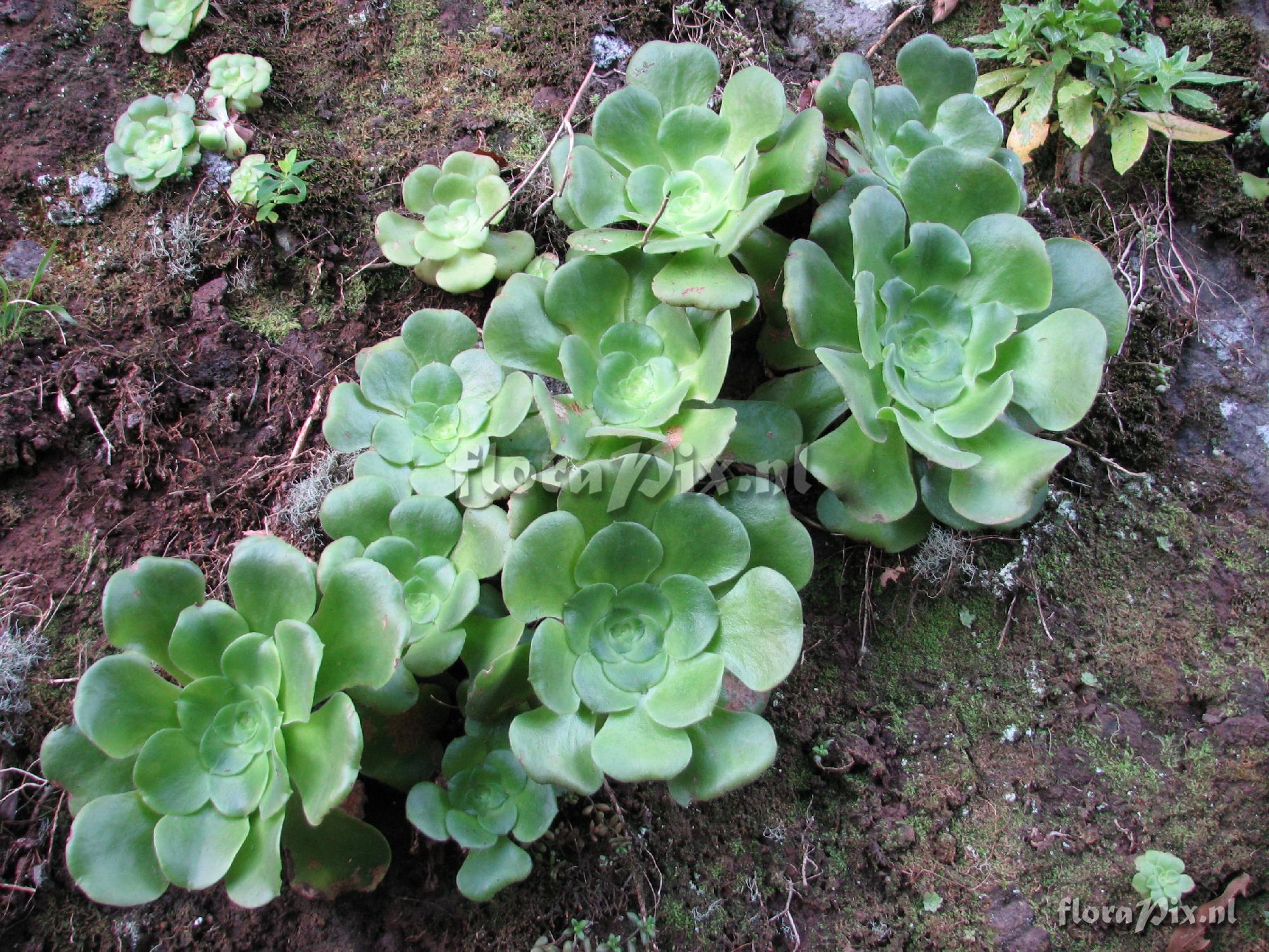 Aeonium canariense