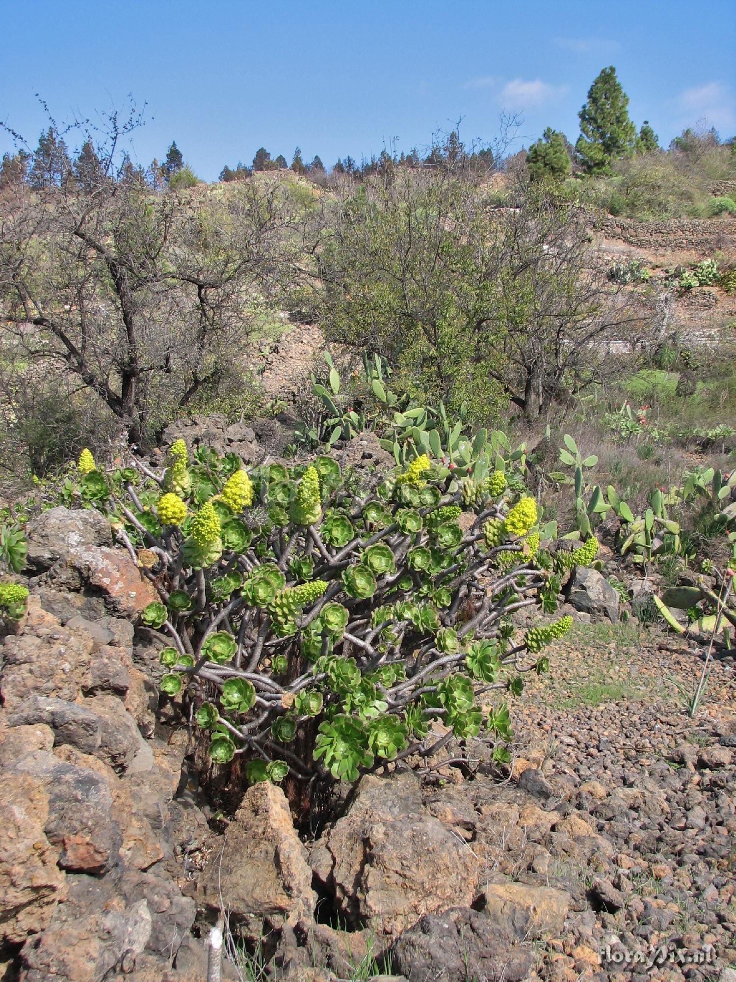 Aeonium holochrysum