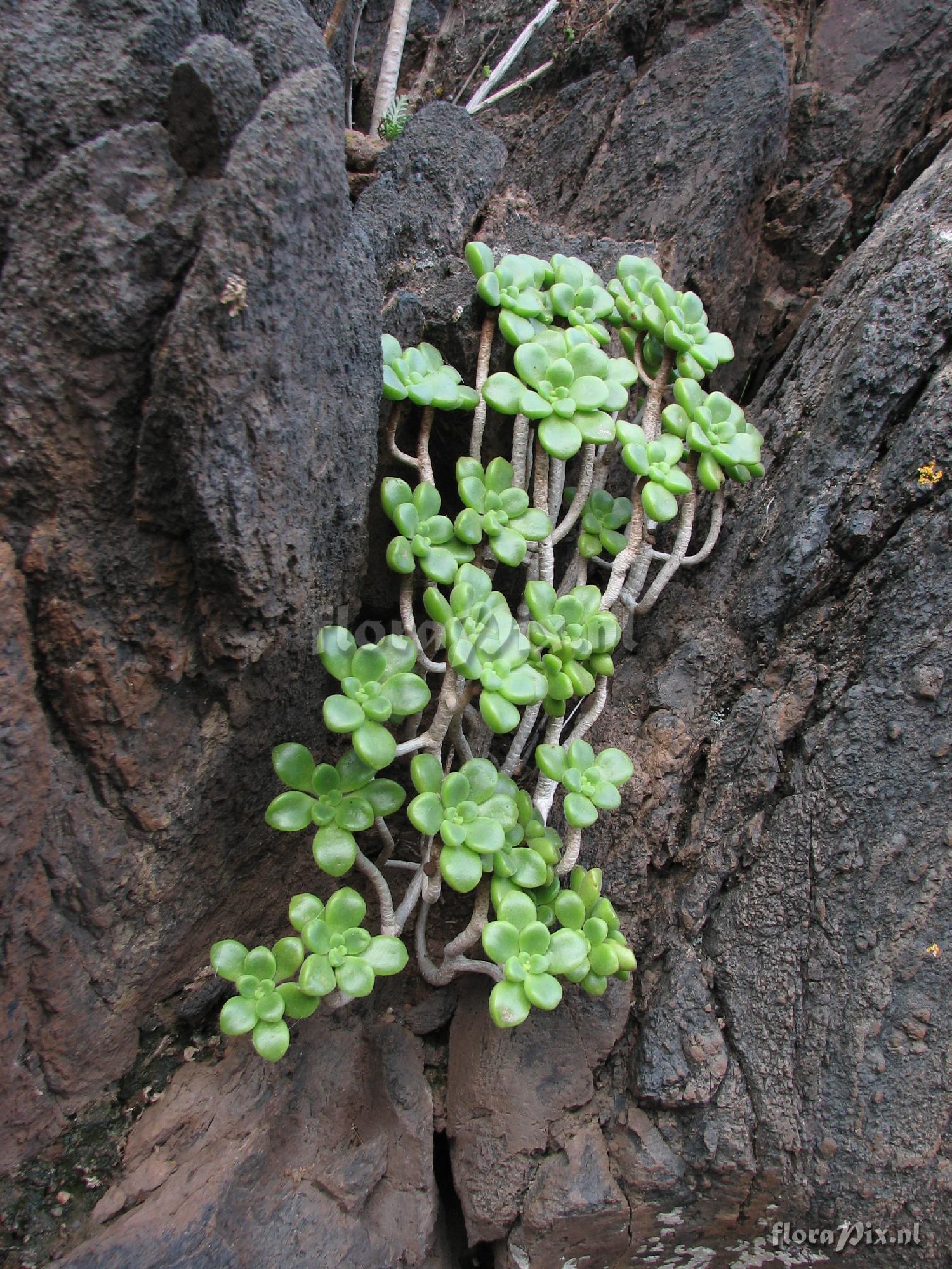 Aeonium lindleyi